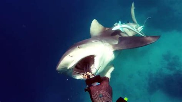 Unveiling The Mystery: Who Plays Shark Boy?